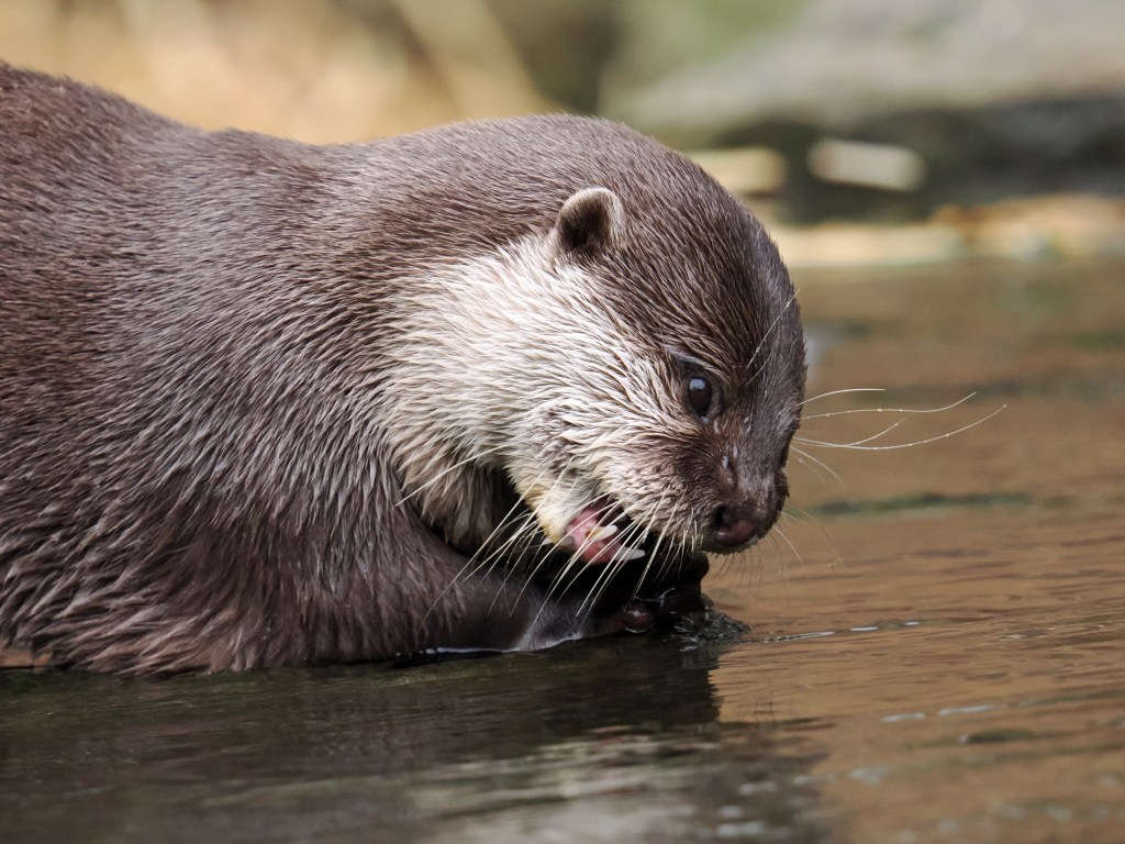 OM-System OM-1 Mark II sample photo. Otter photo JW.