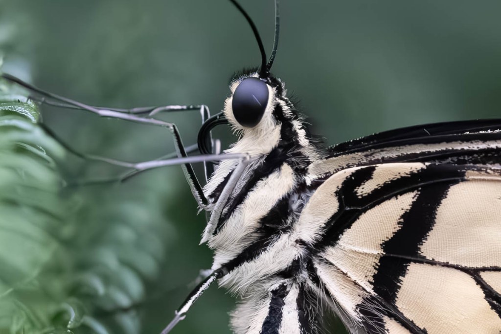 Enhanced noise reduction, butterfly